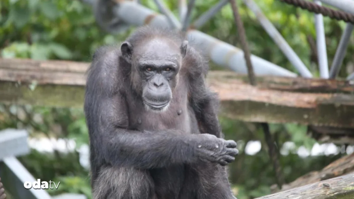 Uganda'da Şempanzeler Arasındaki İç Savaşta 8 Yılda 24 Şempanze Öldü