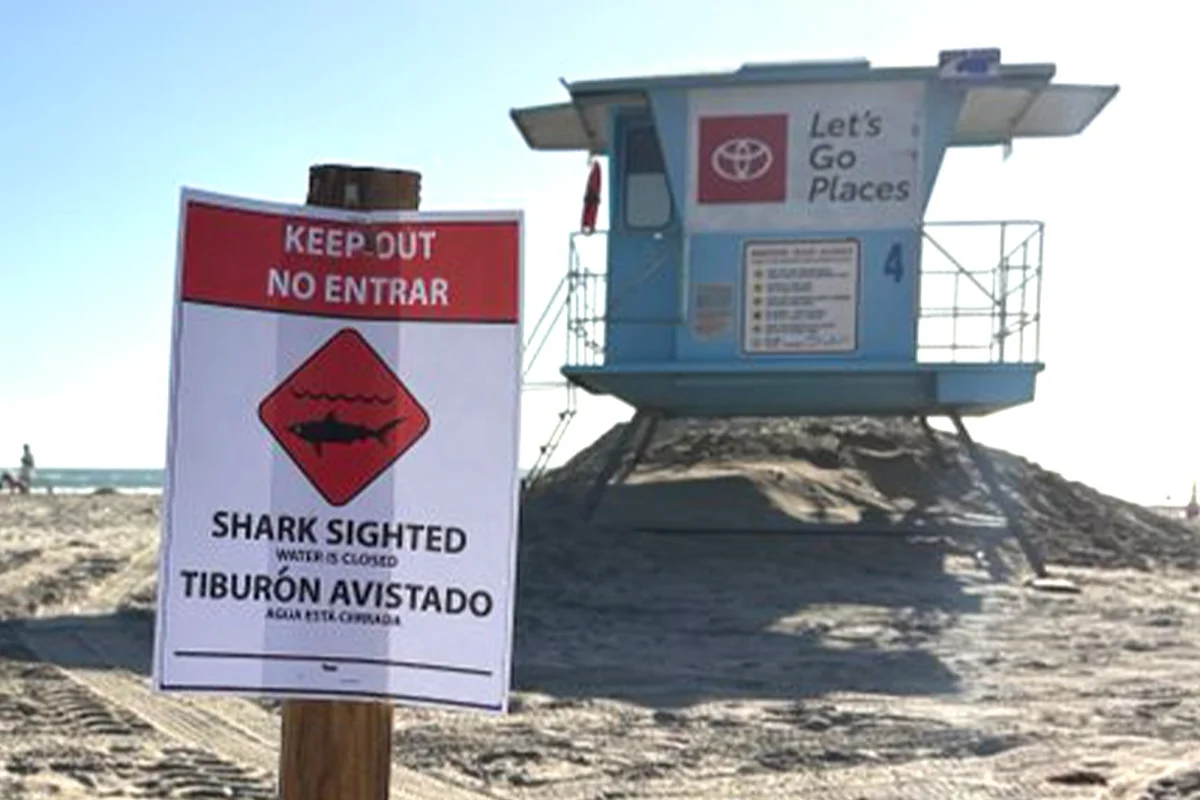Güney Kaliforniya’da Büyük Beyaz Köpekbalığı Görülmesi Nedeniyle Huntington Beach Kapandı