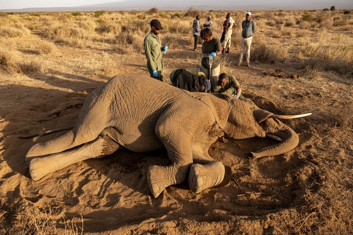 Kenya'de Amboseli'deki 18 Aslan Ölümü İle İlgili Araştırma