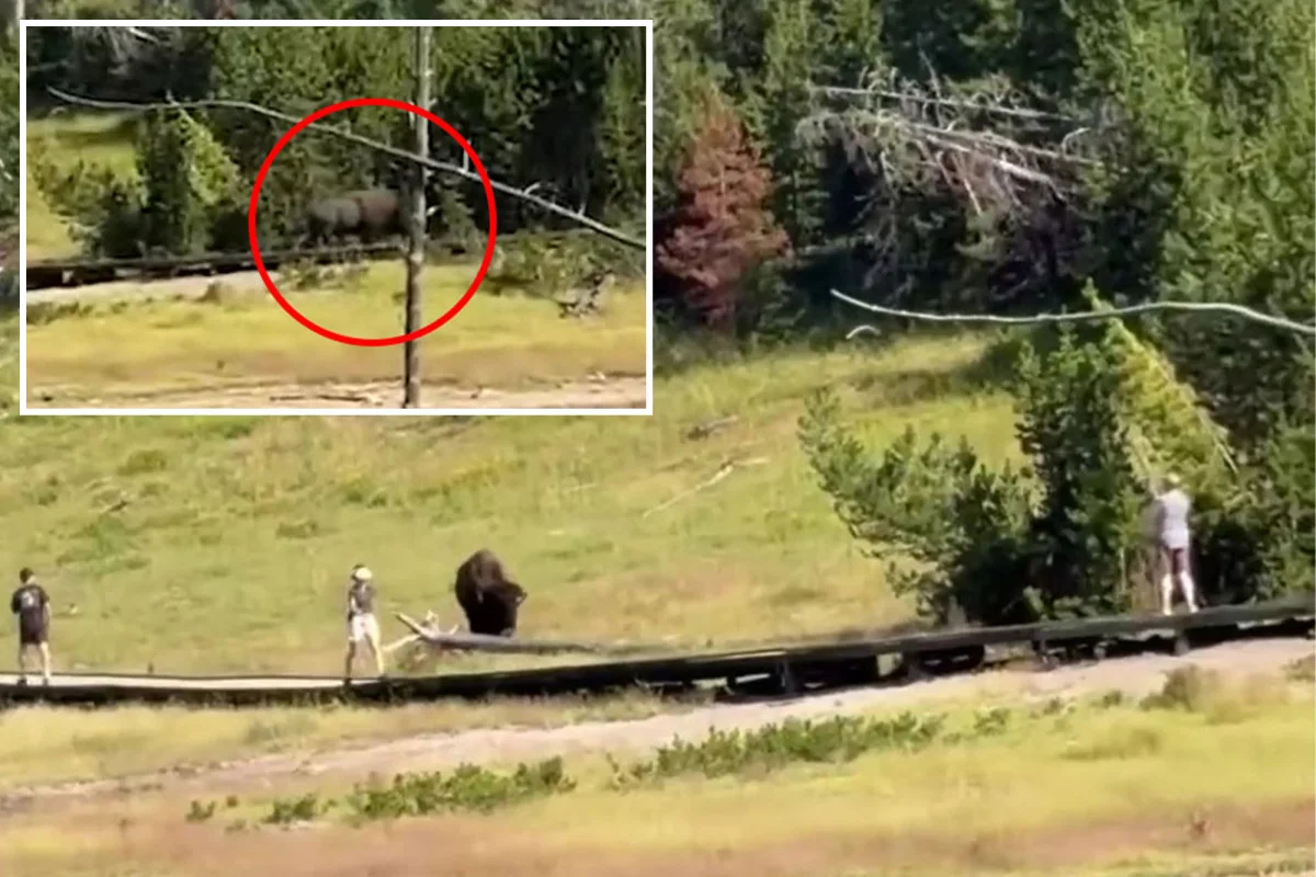 Yellowstone'da caydiran bison, cocugu yanyana kovaladi