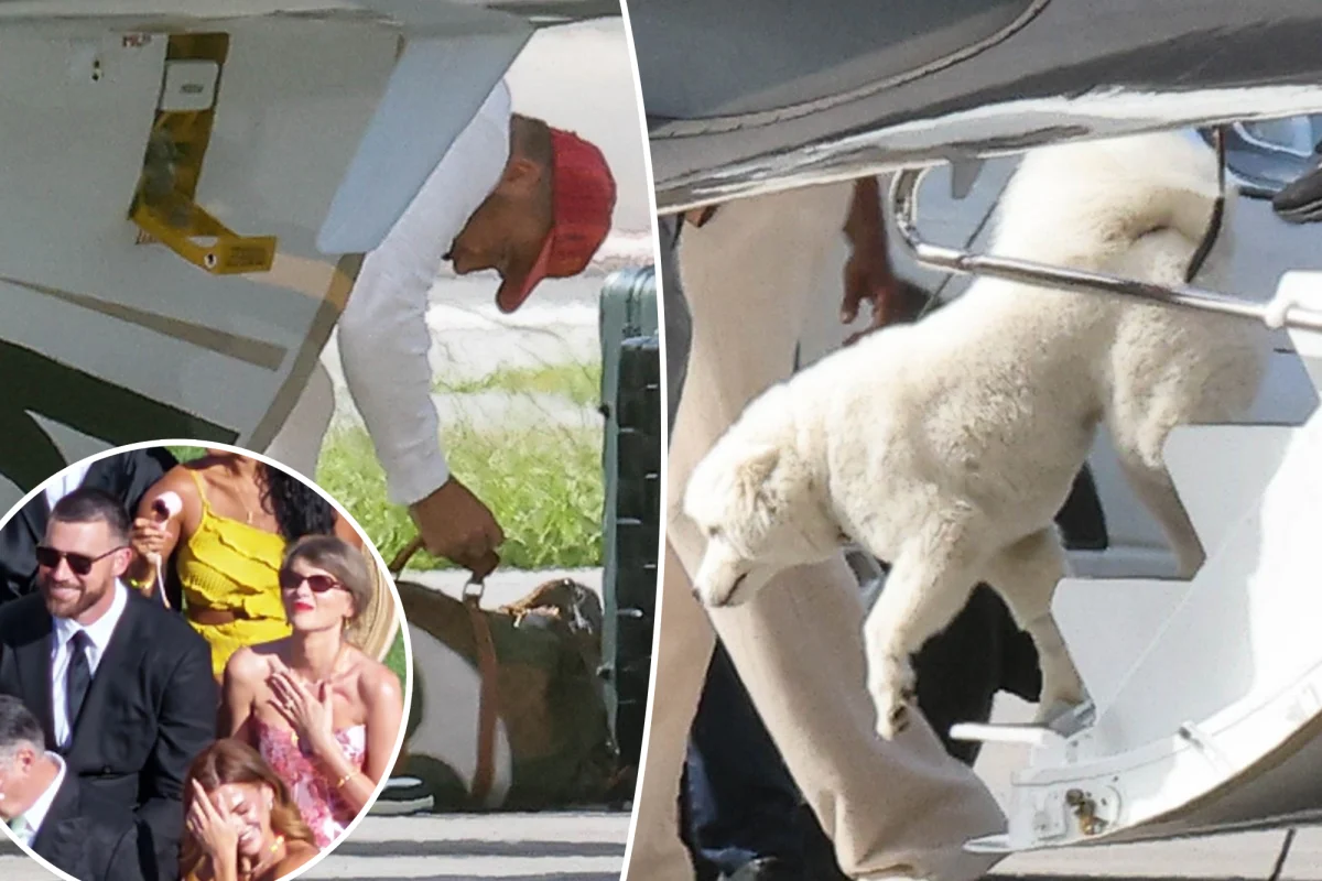 Taylor Swift ve Travis Kelce'nin gizemli köpeği Florida'da büyük debut yaparken