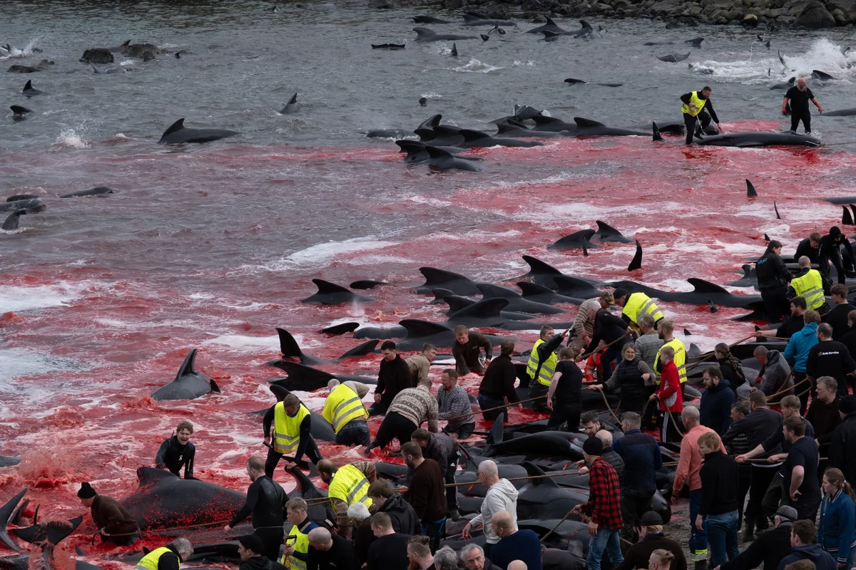 Faroe Adaları'nda yüzlerce pilot balina geleneksel avda katledildi