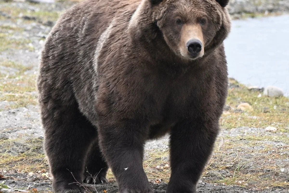 Alaska Fat Bear Week’de Backpack Birinci Oldu: Katmai Parkı’ndaki En Büyük Ayı