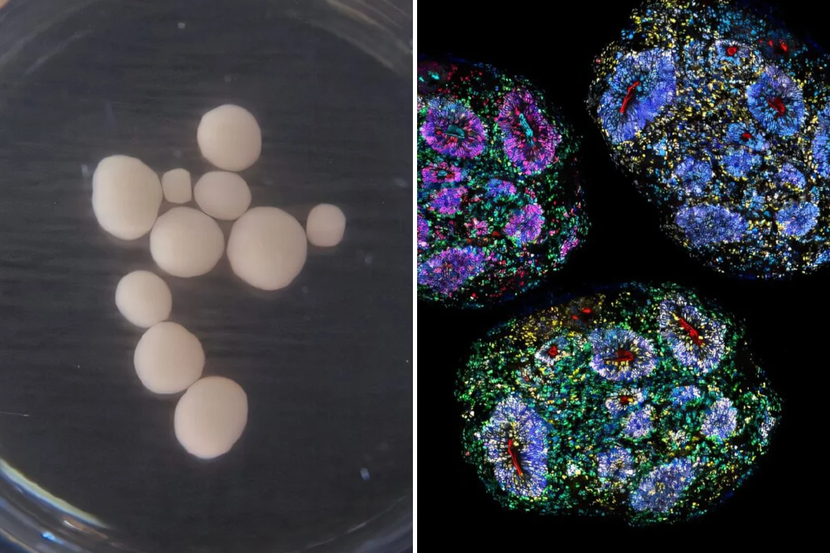 World's oldest lab-grown human brains reach seven years old - and scientists think they may have 'recorded the passage of time'