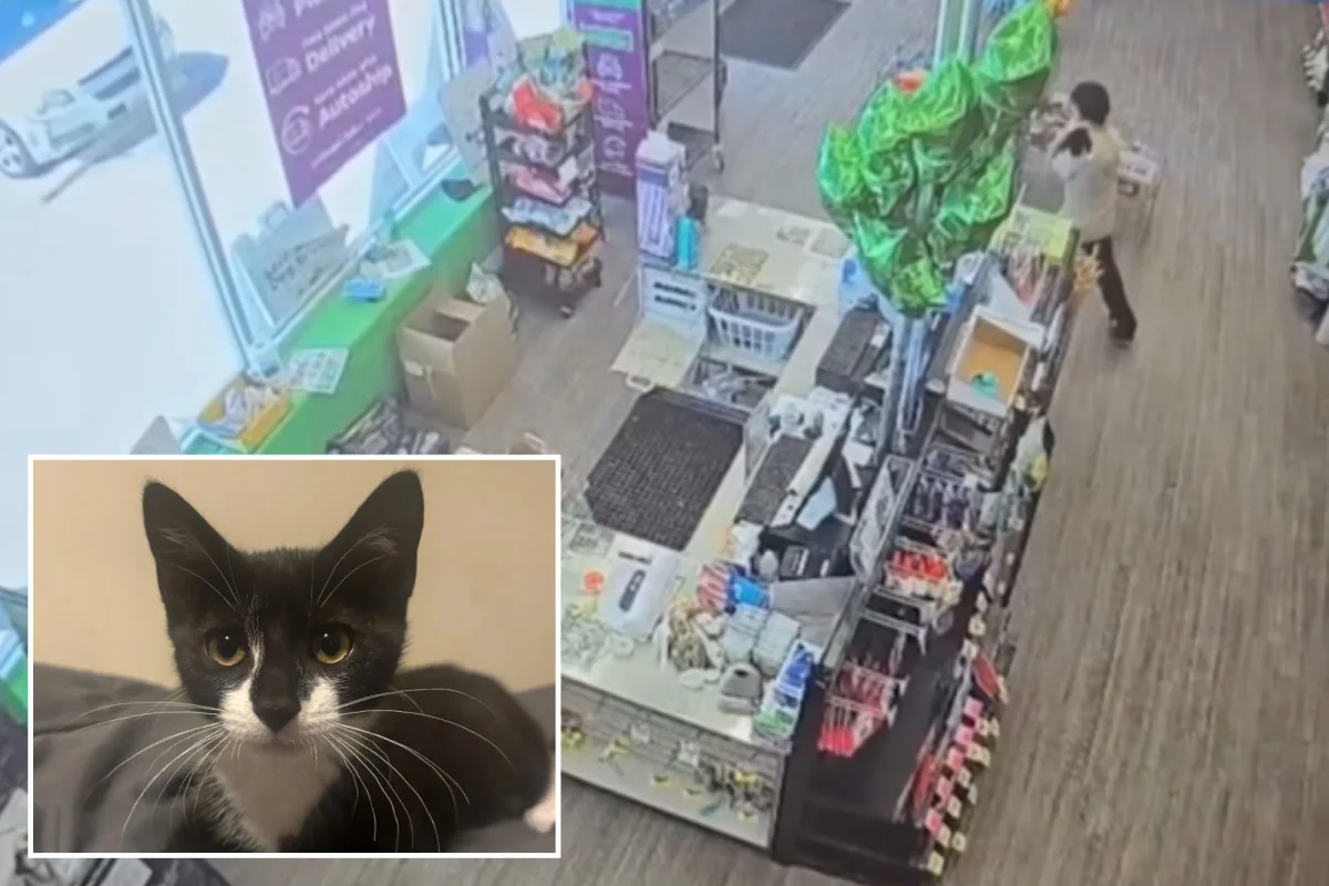 Maryland'de bank soygunu şüphelisi, kedi çalarken banka çalışanıyla dalga geçti